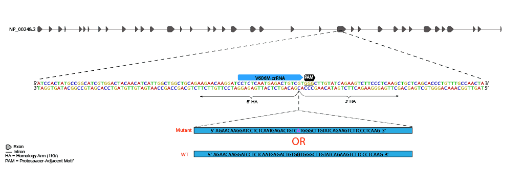 CRISPR-Cas9 methodology was used to introduce a single base pair mutation to MYH7, and mEGFP at C-terminus of ACTN2 as shown below.