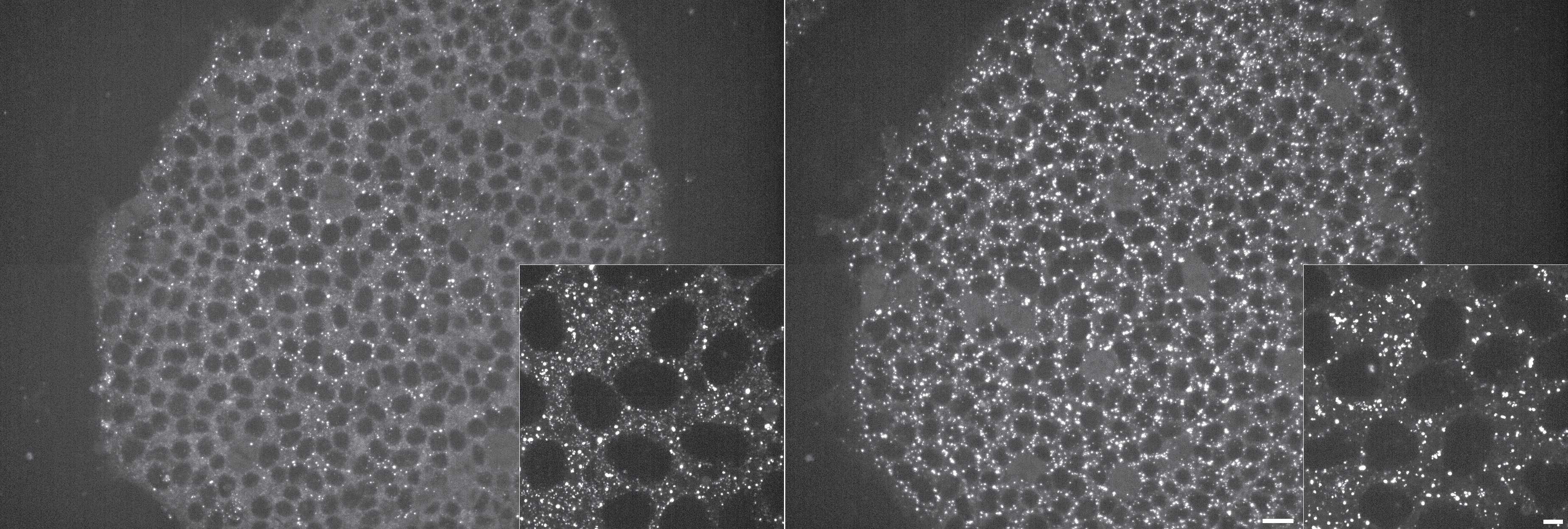 [object Object] thumbnail